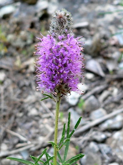 {Dalea gattingeri}